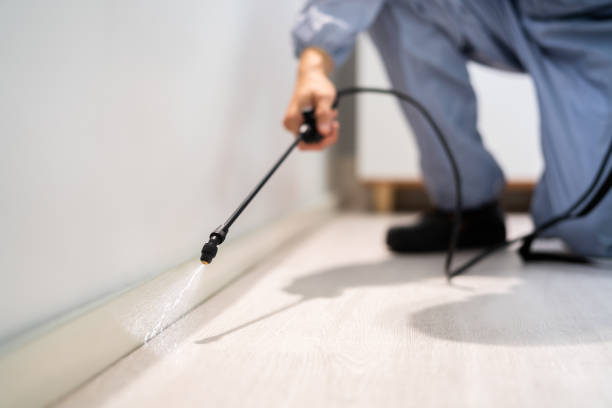 Licensed Ant Control service in Romeoville, IL - Nex Pest Control