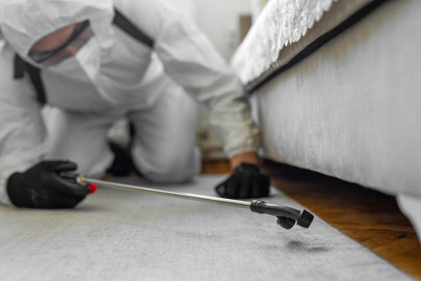 Professional Ant Control technician working in Romeoville, IL